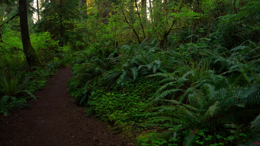 Walking into the forest of Olympic National Park, surrounded by tall trees and dense greenery. Peaceful, scenic nature ideal for hiking, wilderness, and landscape footage.