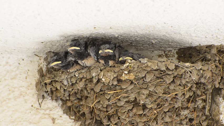 Swallow Baby Chicks Feeding on Nest (HD), Four Swallow Baby chicks on nest