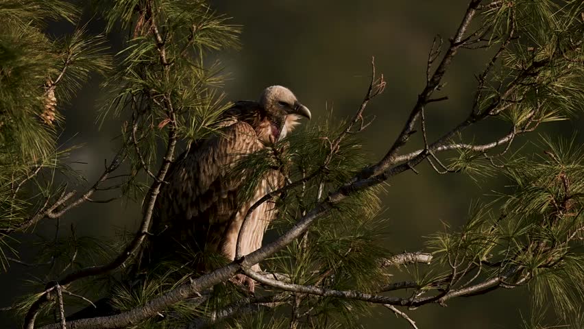 Himalayan griffon resting above landscape reflects strength vigilance and composure