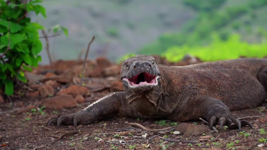 A Komodo dragon moves slowly and deliberately through a grassy area. Komodo or Varanus komodoensis is an animal endemic to Indonesia.