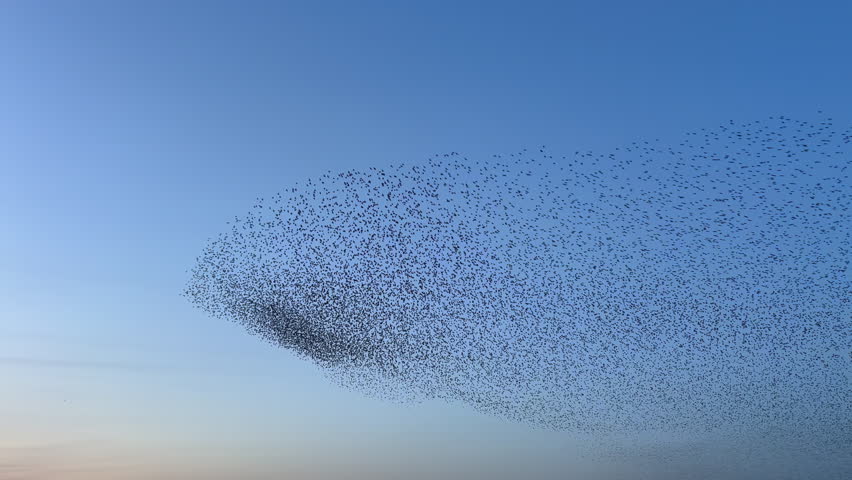 Starlings murmuration flying in synchronized aerial display, forming dynamic shapes against a vibrant sunset sky in the Netherlands during early spring