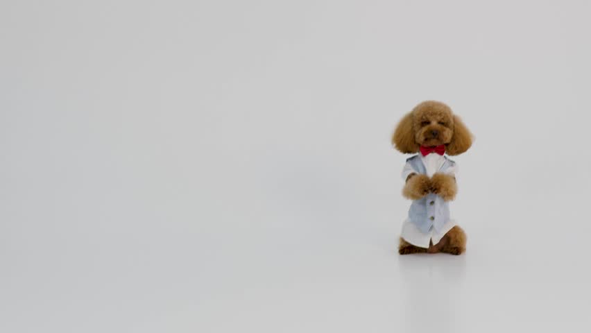Energetic small brown poodle races toward camera with wagging tail