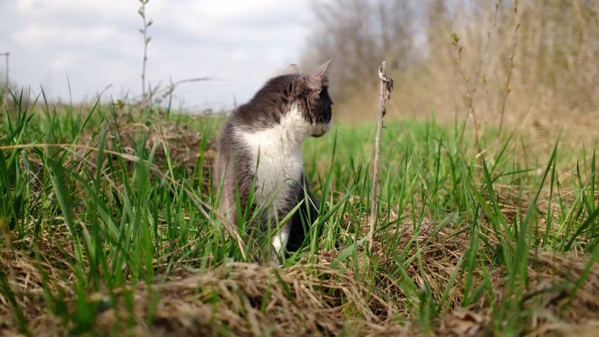 Gray and white cat sitting in tall green grass and looking aside. Calm outdoor moment showing alertness, curiosity and natural feline behavior in countryside setting