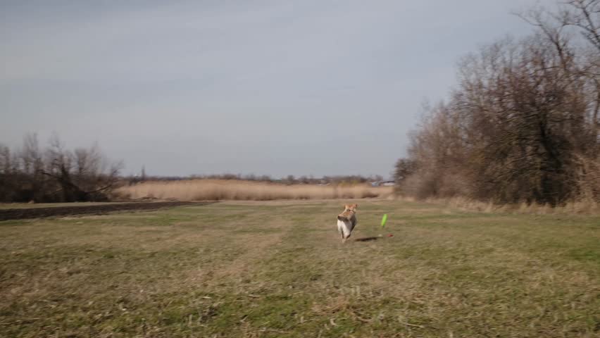 Labrador dog running across open field while chasing a round toy ring. Active outdoor play showing energy, freedom and joyful pet lifestyle in nature