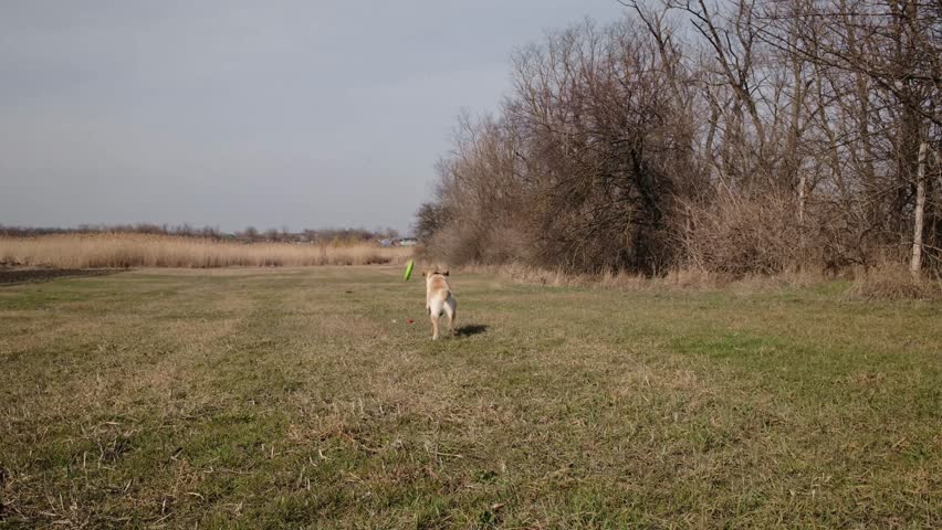 Labrador dog running across open field while chasing a round toy ring. Active outdoor play showing energy, freedom and joyful pet lifestyle in nature