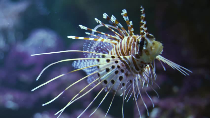 A lionfish swims gracefully through an aquarium, its delicate fins trailing behind. The close-up view shows detailed patterns, smooth motion, and a peaceful underwater atmosphere.