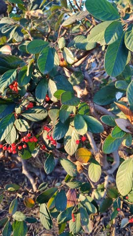 Cotoneaster branch with red berries in winter