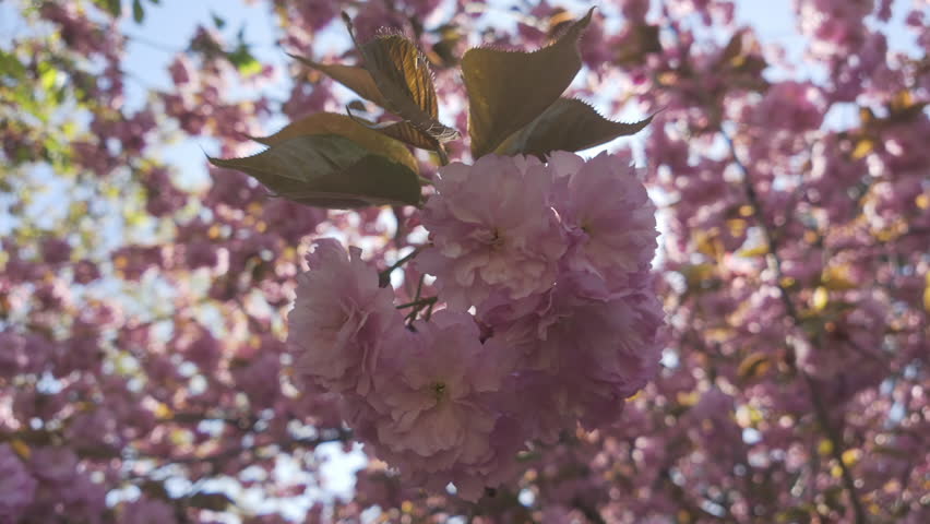 Camera moves around below the branch covered in deep pink flowers on a blooming Japanese cherry tree (Prunus serrulata) in blue sky background