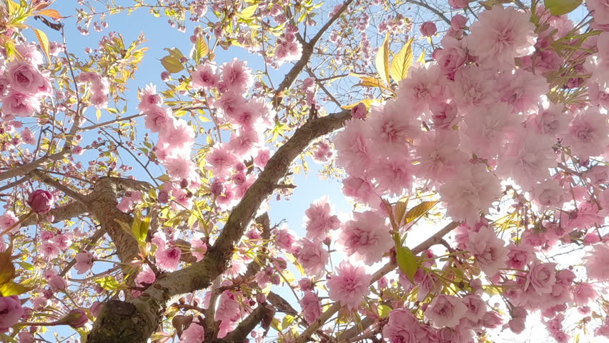 Panorama of a large in inflorescence with vivid pink flowers of a Sakura, Japanese cherry tree (Prunus serrulata) in full bloom against a light blue sky, backlit by the sun, vibrant sunrays shine through inflorescence, bottom view, close-up