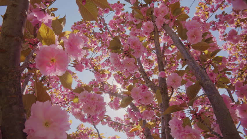 Movement up between branches of cherry blossom covered with rose-colored flowers on blue sky background. Pink, double flowers of Japanese cherry tree, Prunus serrulata Kanzan are in full bloom