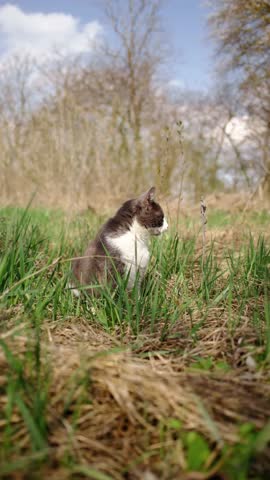 Gray and white cat sitting in tall green grass and looking aside. Calm outdoor moment showing alertness, curiosity and natural feline behavior in countryside setting