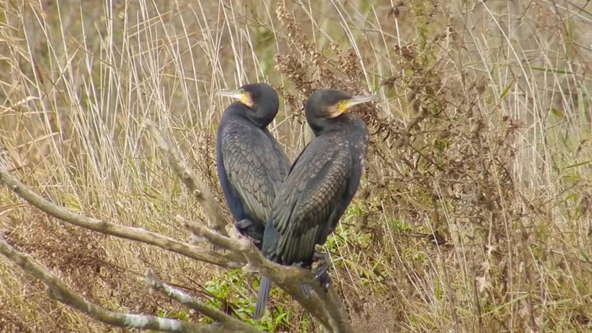 two cormorants perched on a branch, resting and drying their feathers before setting off to look for fish