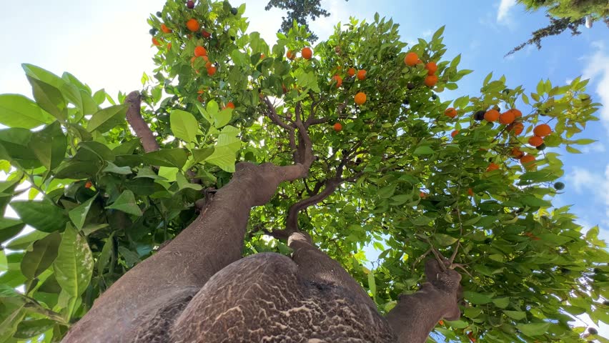 Close-up of orange trees on the streets of Alanya. Oranges on a tree in Turkey. Citrus trees growing between houses by the road. Orange and green fruits against a blue sky. 4К