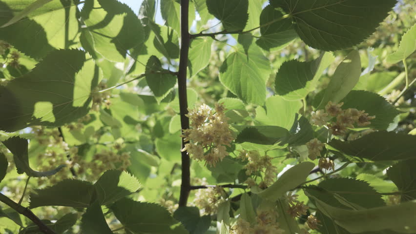 Bottom-up view of flowers and leaves of blooming American basswood, also known as an American linden (Tilia americana), close-up.