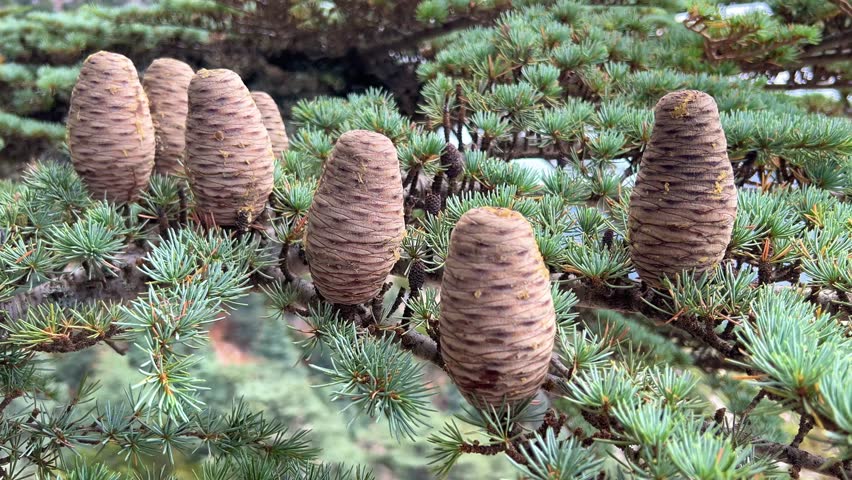 Cones on the Kiliya fir tree at the top of the branches, standing upright, in Turkey on Mount Babadag. Cones of the Nordmann fir. An evergreen coniferous tree with needles and cone-shaped cones. 4К
