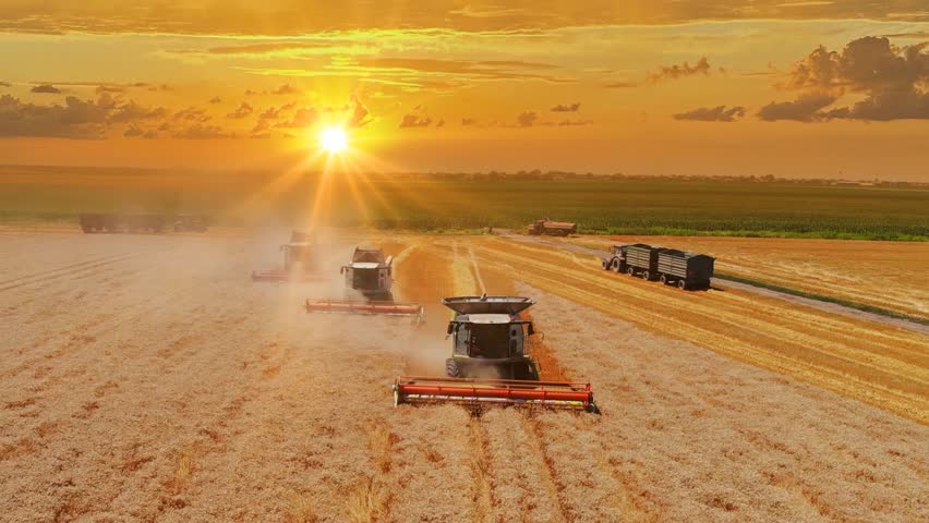Aerial view of wheat harvest at sunset. Drone shot of three combine harvesters working on wheat field, landscape rural scene