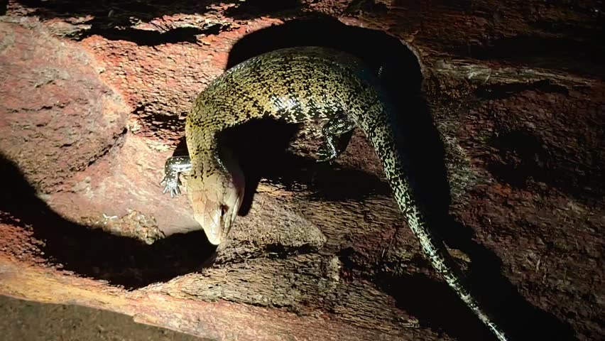 the shiny scales of the blue tongued skink