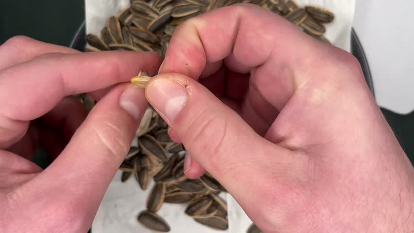 Top view of human hands cracking roasted sunflower seeds one by one on a plate covered with a white napkin. Close-up horizontal footage showing fingers opening seeds and placing kernels aside.
