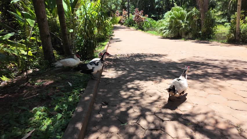 group of ducks outdoors, group of domestic ducks	
