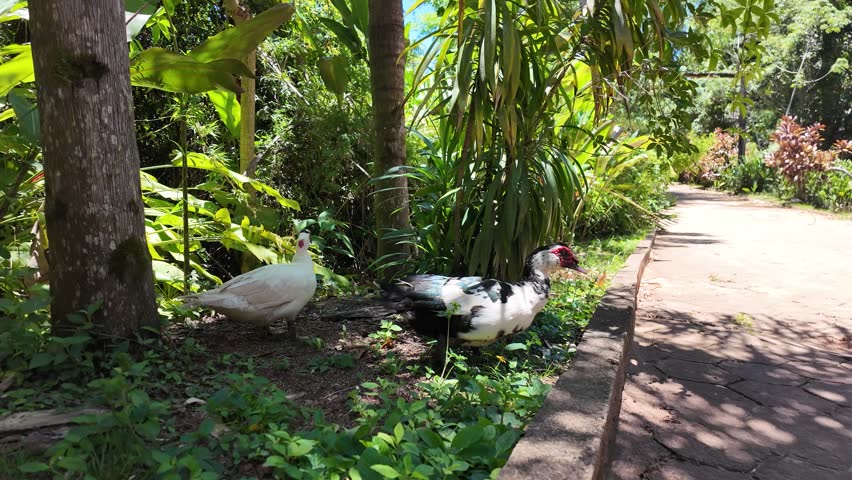 group of ducks outdoors, group of domestic ducks	

