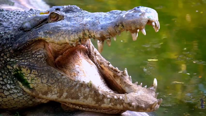 close up of a crocodile in the river