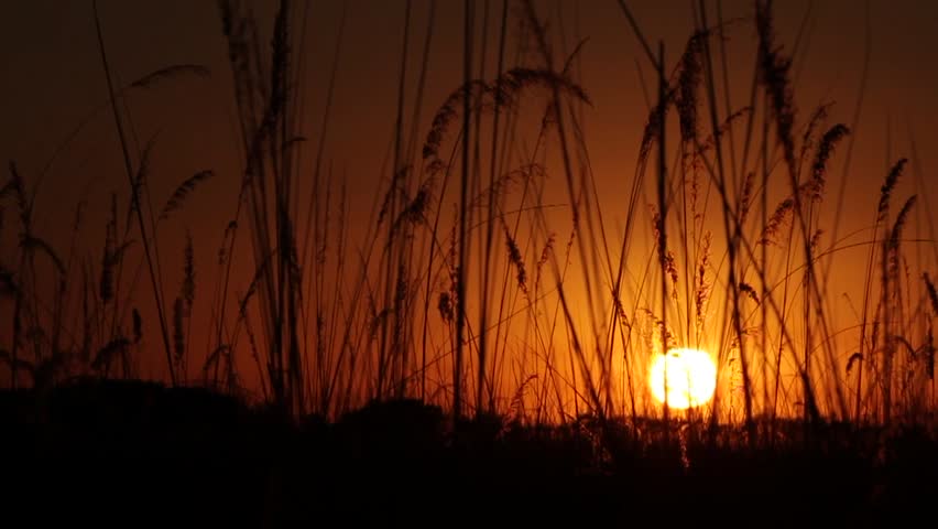 Tracking sunset through river reeds