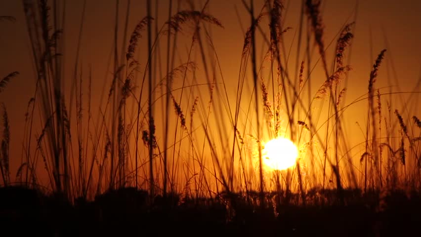 Sunset through river reeds