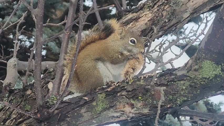 Squirrel on a tee in winter