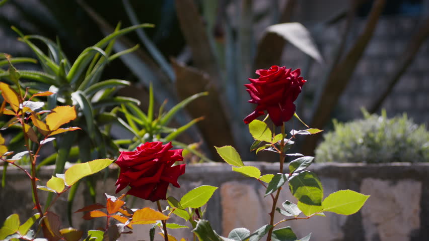 Two deep red roses bloom on a sunlit garden bush surrounded by green and yellow foliage, with succulents and soft stone background in daylight