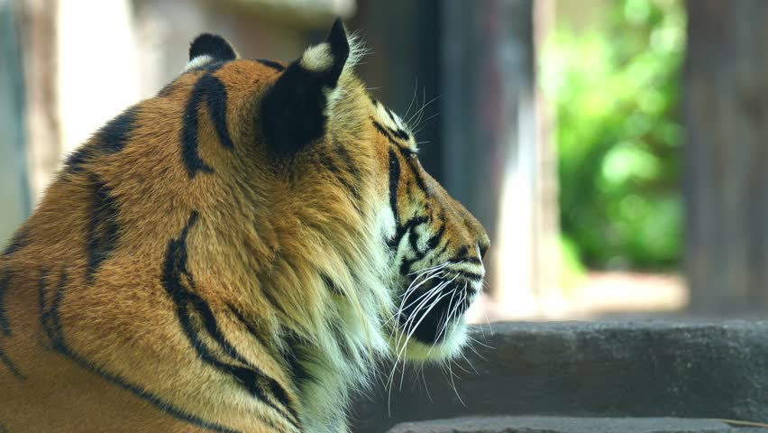 Close up shot of a critically endangered apex predator, a Sumatran tiger resting on the ground.