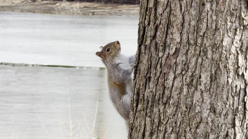 Eastern Gray Squirrel Climbing a Tree Trunk in a Natural Forest Environment