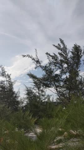 A peaceful coastal landscape featuring pine trees growing near the beach, their branches and needles moving slowly with the wind. The interaction between the trees, air, and seaside environment conveys a sense of tranquility and natural balance