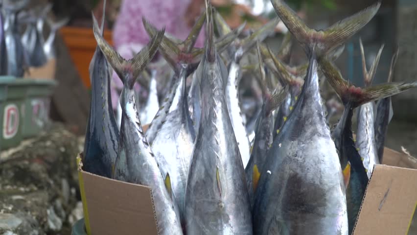 A pile of tuna in a bucket on Kokar Beach, Alor, East Nusa Tenggara, Indonesia.
