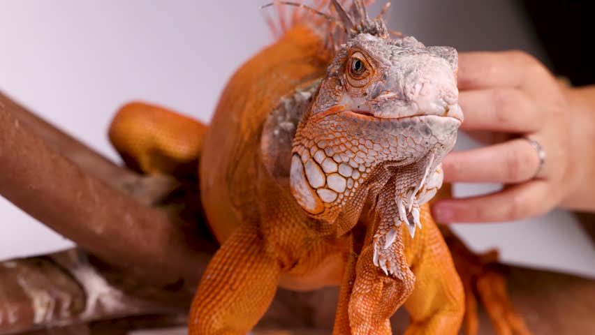 A detailed close-up shot of a bright orange iguana being gently touched by a person