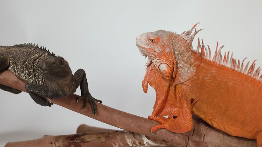 A vibrant red iguana and a brown lizard interact while perched on a wooden branch