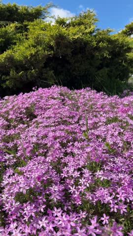 Phlox subulata creeping phlox, moss phlox profuse pink flowers, vertical video.