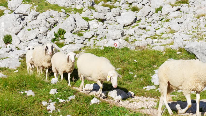 Sheep moving slowly along a rocky mountain path surrounded by grass and stones.