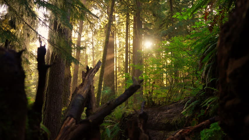 Early morning sunrays filtering through the forest trees in Olympic National Park, creating a serene, misty atmosphere. Ideal for nature, landscape, and wilderness footage.