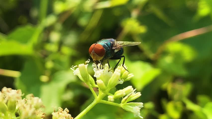 Oriental Latrine Fly with red eyes on Mikania flower close-up Bangladesh