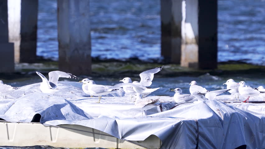 A group of seagulls gather peacefully on a covered pier structure with blue water and wooden pillars in the background on a sunny day.