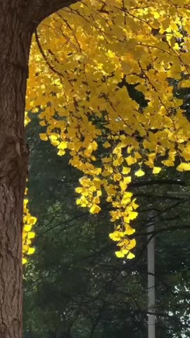Golden Ginkgo Biloba leaves falling slowly from a tree branch in autumn.