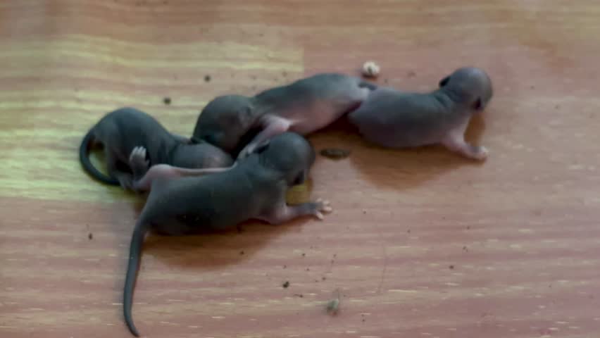 A close-up of four newborn rat pups resting on a plastic mat, their hairless skin and closed eyes clearly visible.