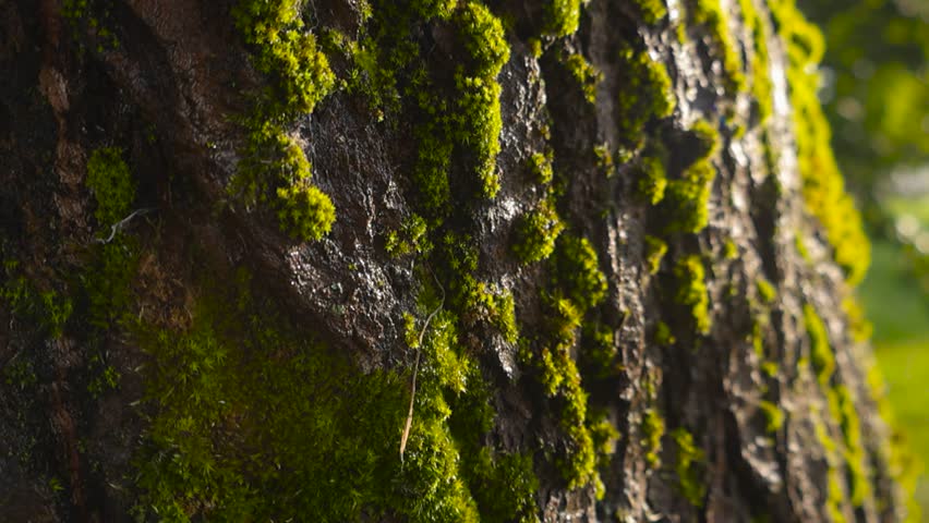 Close up glide along an old tree trunk covered in soft green and golden moss, lit by warm summer sunlight with shallow depth of field and gentle background blur.
