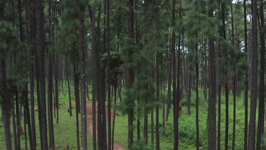 Top-down aerial of red dirt trail snaking through tall dense pine forest with green undergrowth on Daringbadi hill station slopes Kashmir of Odisha.
