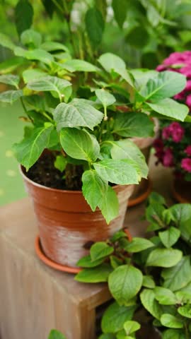 Green leaves and pink flowers in terra cotta pots on a wooden surface, natural light