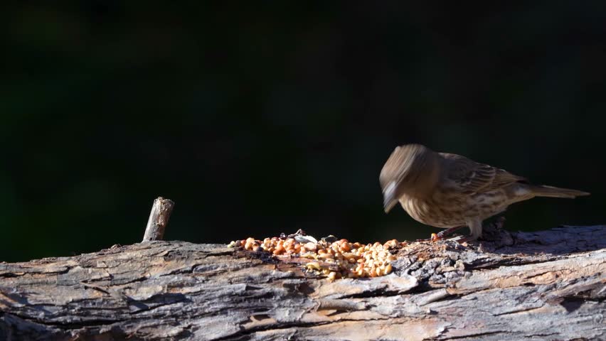 A Song Sparrow feeds on a log.