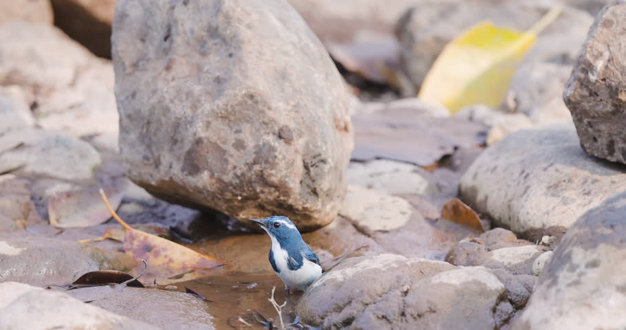 Stunning male Ultramarine Flycatcher bathing in a forest stream before a swift flight departure.