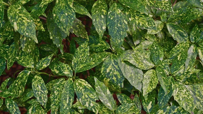 Full-frame view of dense, glossy green leaves with vibrant yellow speckles and patterns.