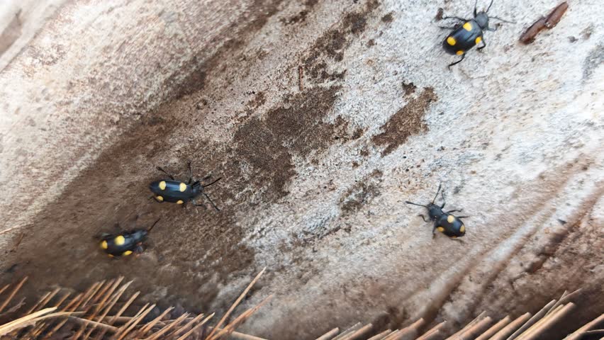 
four spotted fungus beetles crawling around the decaying palm oil branches.