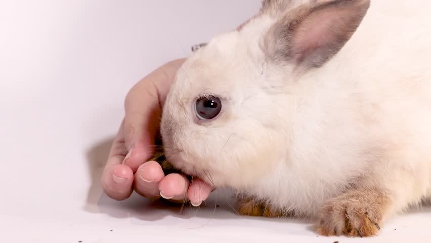 A cream dwarf rabbit eats pellets from a hand against a bright white background
